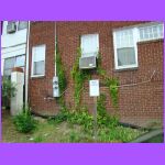 Outside their Place.jpg